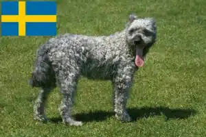 Lee más sobre el artículo Criadores y cachorros de pumi en Suecia