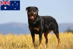 Lee más sobre el artículo Criadores y cachorros de rottweiler en Australia