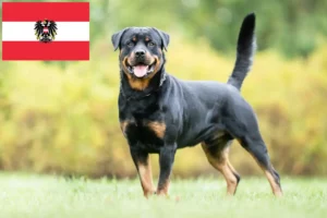 Lee más sobre el artículo Criadores de rottweiler y cachorros en Austria