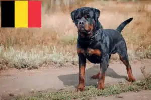 Lee más sobre el artículo Criadores de rottweiler y cachorros en Bélgica