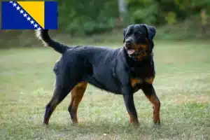 Lee más sobre el artículo Criadores de rottweiler y cachorros en Bosnia y Herzegovina