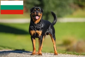 Lee más sobre el artículo Criadores de rottweiler y cachorros en Bulgaria