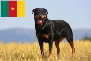 Lee más sobre el artículo Criadores de rottweiler y cachorros en Camerún