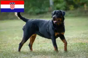 Lee más sobre el artículo Criadores de rottweiler y cachorros en Croacia