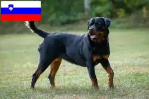 Lee más sobre el artículo Criadores de rottweiler y cachorros en Eslovenia