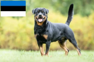 Lee más sobre el artículo Criadores de rottweiler y cachorros en Estonia