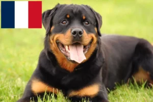 Lee más sobre el artículo Criadores y cachorros de rottweiler en Francia