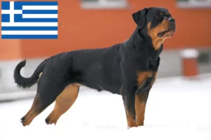 Lee más sobre el artículo Criadores de rottweiler y cachorros en Grecia