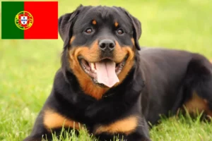 Lee más sobre el artículo Criadores de rottweiler y cachorros en Portugal