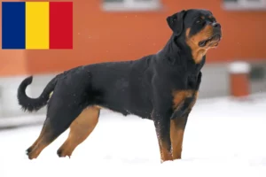 Lee más sobre el artículo Criadores de rottweiler y cachorros en Rumanía