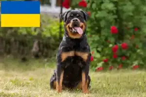 Lee más sobre el artículo Criadores y cachorros de rottweiler en Ucrania