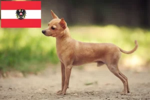 Lee más sobre el artículo Criadores de Russkiy Toy y cachorros en Austria
