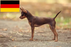 Lee más sobre el artículo Criadores y cachorros de Russkiy Toy en Alemania