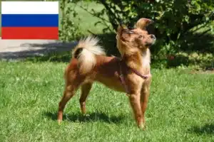 Lee más sobre el artículo Criadores de Russkiy Toy y cachorros en Rusia