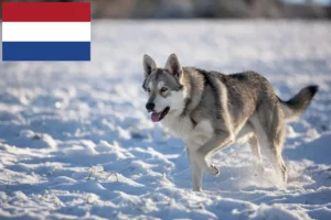 Lee más sobre el artículo Criadores de perros lobo y cachorros de Saarloos en los Países Bajos
