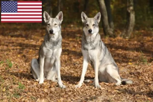 Lee más sobre el artículo Saarloos wolfdog criadores y cachorros en los EE.UU.