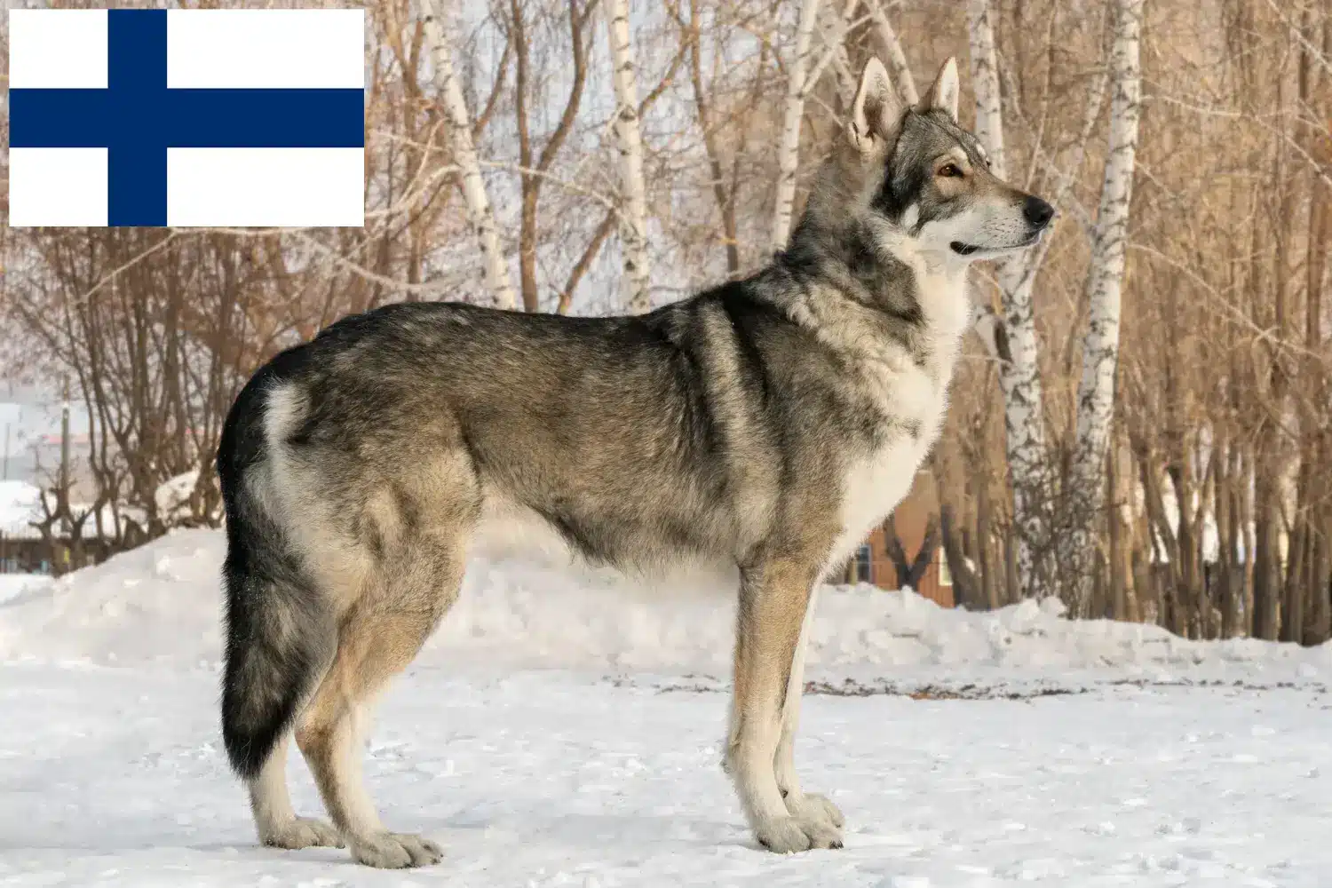 Lee más sobre el artículo Criadores de perros lobo y cachorros de Saarloos en Finlandia