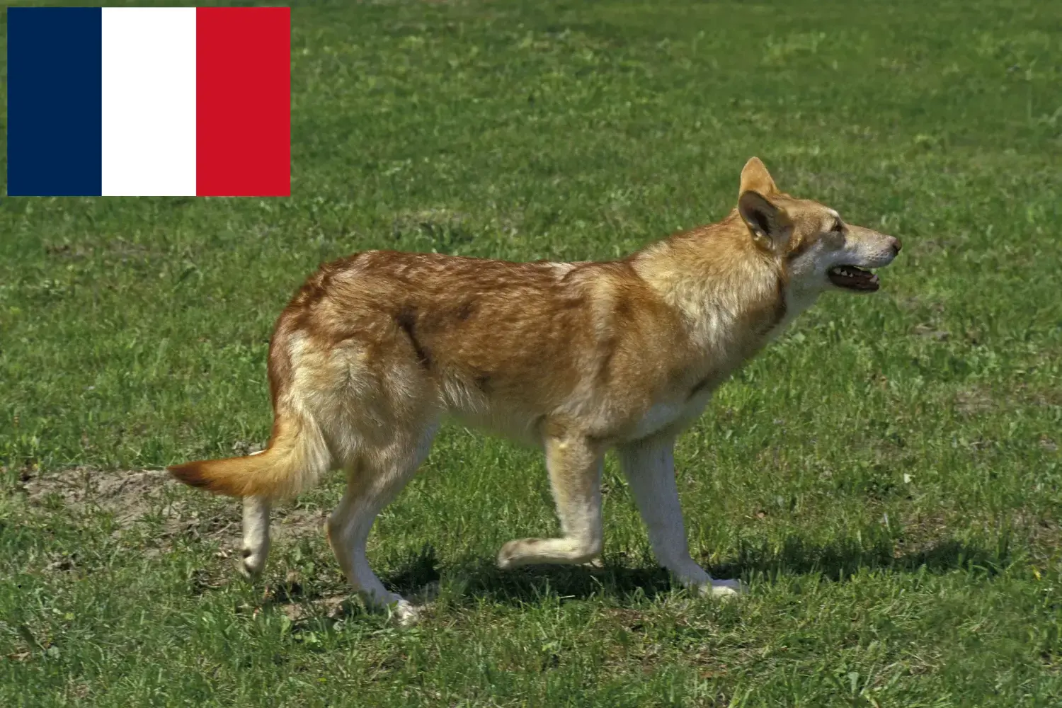 Lee más sobre el artículo Criadores de perros lobo de Saarloos y cachorros en Francia