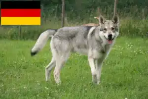 Lee más sobre el artículo Saarloos Wolfhound criadores y cachorros en Alemania