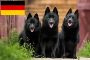 Lee más sobre el artículo Criadores de Schipperke y cachorros en Alemania