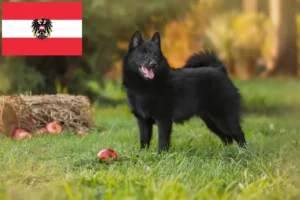 Lee más sobre el artículo Criadores de Schipperke y cachorros en Austria