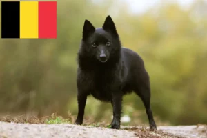 Lee más sobre el artículo Criadores de Schipperke y cachorros en Bélgica