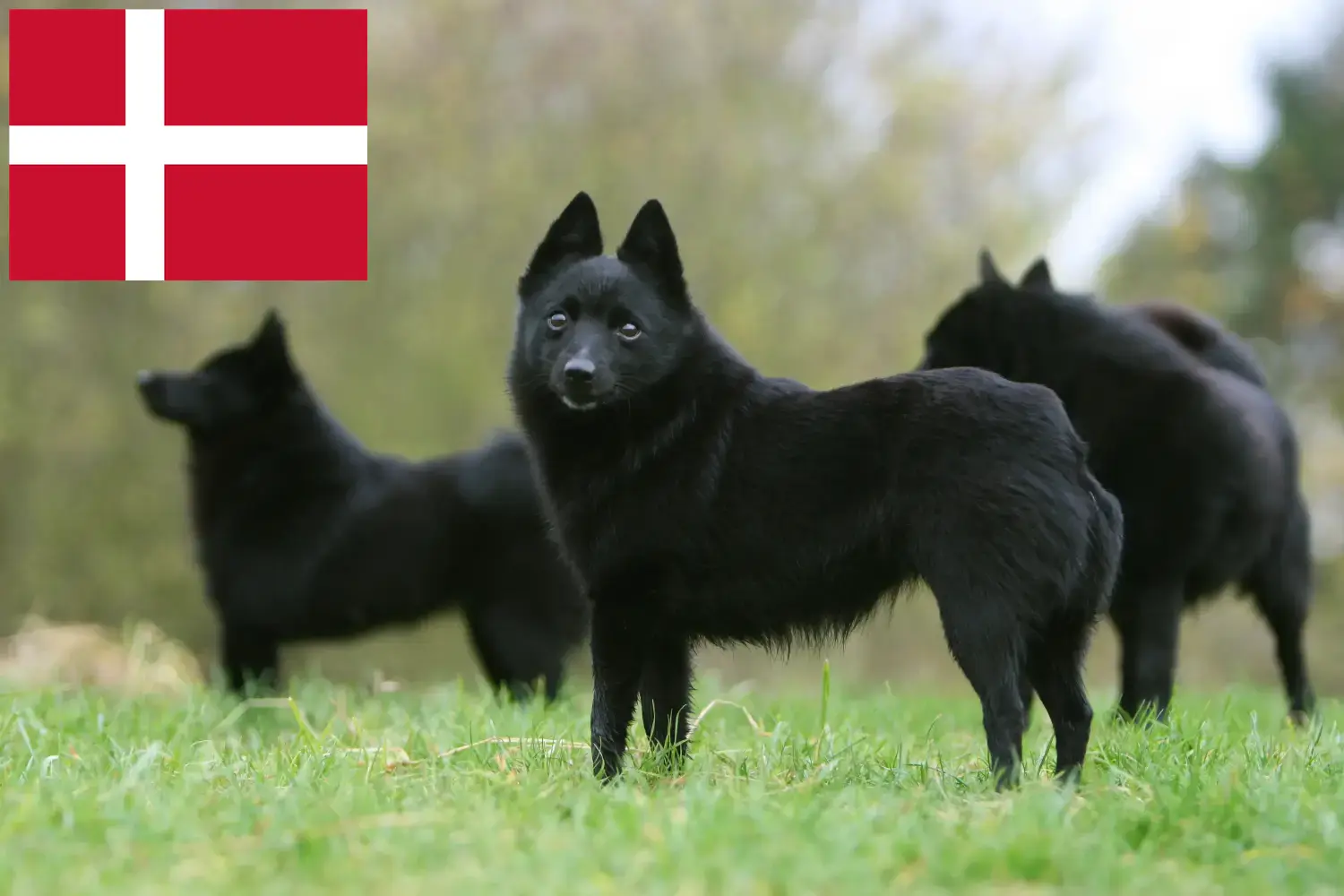 Lee más sobre el artículo Criadores de Schipperke y cachorros en Dinamarca