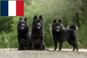 Lee más sobre el artículo Criadores de Schipperke y cachorros en Francia