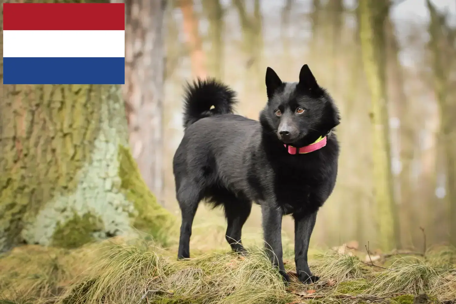 Lee más sobre el artículo Criadores de Schipperke y cachorros en los Países Bajos