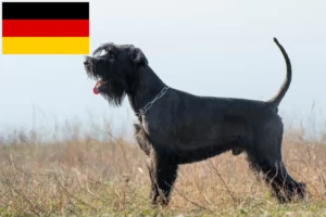 Lee más sobre el artículo Criadores de Schnauzer y cachorros en Alemania