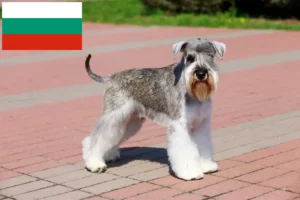 Lee más sobre el artículo Criadores de Schnauzer y cachorros en Bulgaria