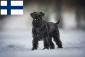 Lee más sobre el artículo Criadores de Schnauzer y cachorros en Finlandia