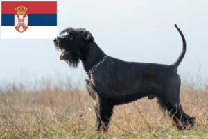 Lee más sobre el artículo Criadores de Schnauzer y cachorros en Serbia