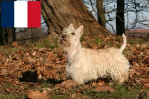 Lee más sobre el artículo Criadores y cachorros de Scottish Terrier en Francia