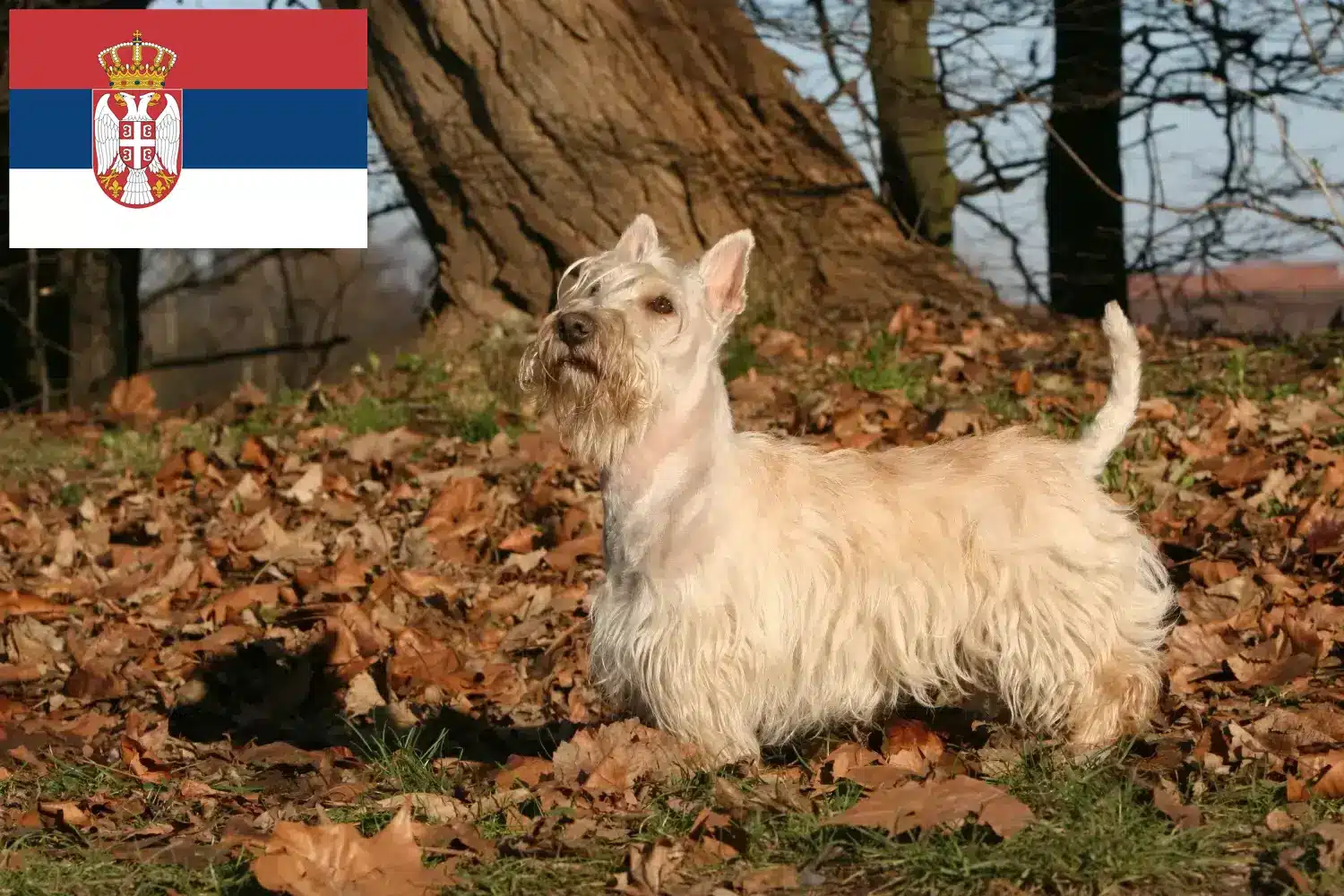 Lee más sobre el artículo Criadores y cachorros de Scottish Terrier en Serbia