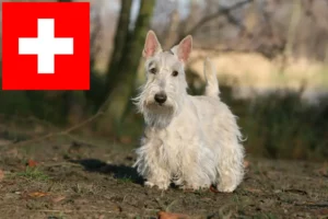 Lee más sobre el artículo Criadores y cachorros de Scottish Terrier en Suiza