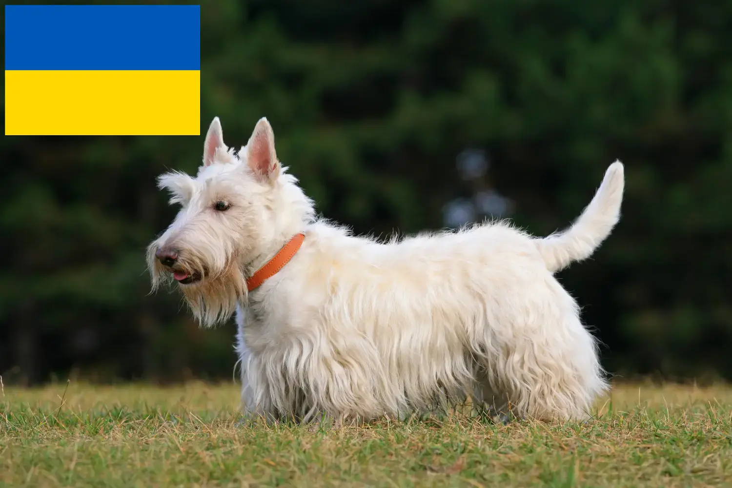 Lee más sobre el artículo Criadores y cachorros de Scottish Terrier en Ucrania