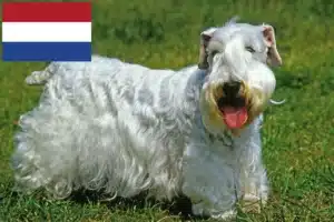 Lee más sobre el artículo Criadores y cachorros de Sealyham Terrier en los Países Bajos