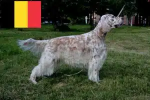 Lee más sobre el artículo Criadores de Setter Inglés y cachorros en Bélgica