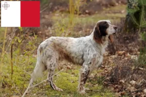 Lee más sobre el artículo Criadores y cachorros de Setter Inglés en Malta