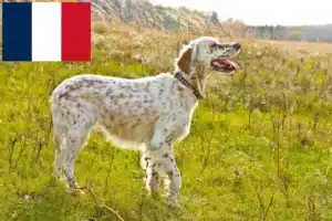 Lee más sobre el artículo Criadores de Setter Inglés y cachorros en Reunión