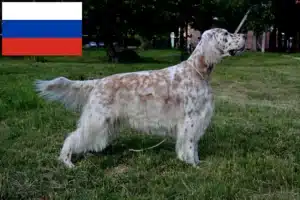 Lee más sobre el artículo Criadores de Setter Inglés y cachorros en Rusia