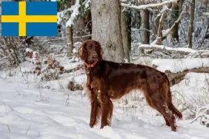 Lee más sobre el artículo Criadores y cachorros de Setter Irlandés Rojo en Suecia