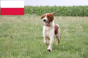 Lee más sobre el artículo Criadores y cachorros de Setter Irlandés Rojo y Blanco en Polonia