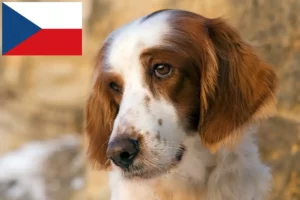 Lee más sobre el artículo Criadores y cachorros de Setter Irlandés Rojo y Blanco en la República Checa