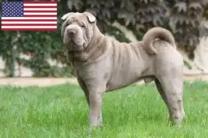 Lee más sobre el artículo Criadores de Shar-Pei y cachorros en EE.UU.