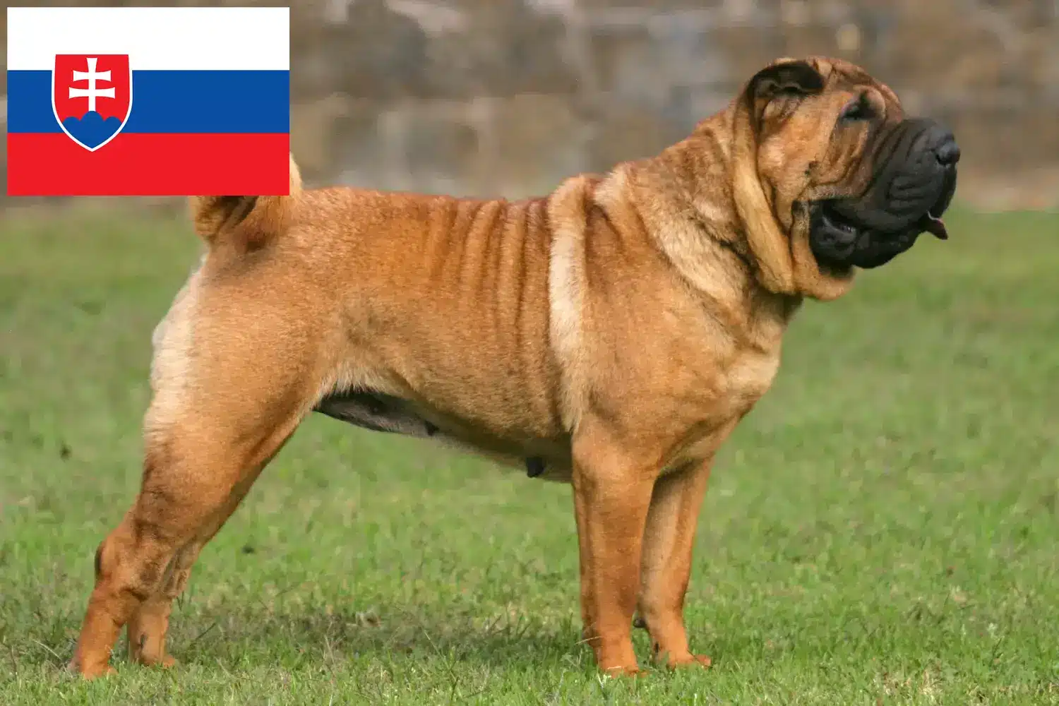 Lee más sobre el artículo Criadores de Shar-Pei y cachorros en Eslovaquia