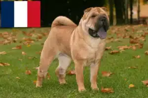 Lee más sobre el artículo Criadores de Shar-Pei y cachorros en Francia