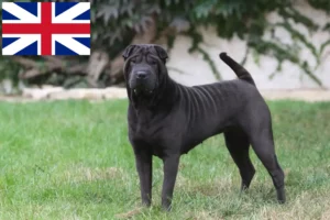 Lee más sobre el artículo Criadores de Shar-Pei y cachorros en Gran Bretaña