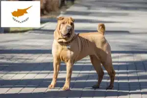 Lee más sobre el artículo Criadores de Shar-Pei y cachorros en Chipre